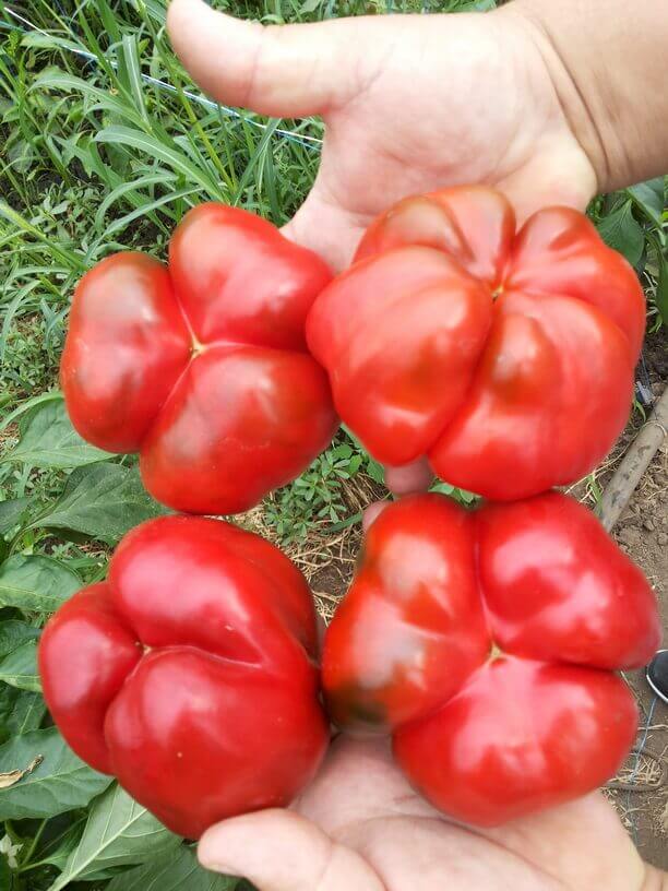 KABALA F1