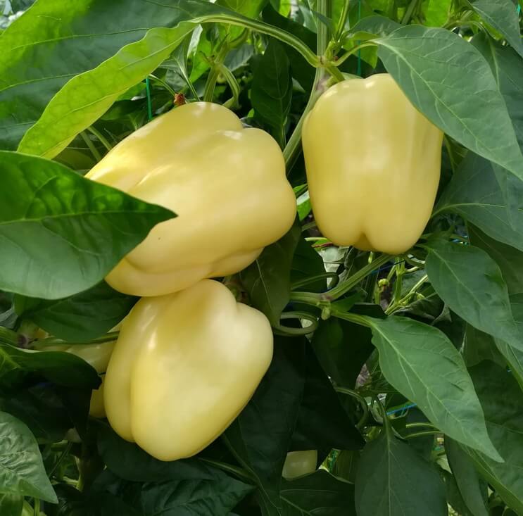 BLANCINA F1 